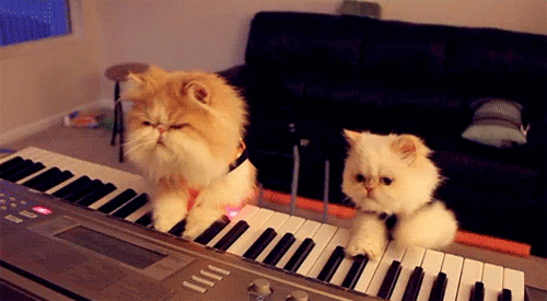 17.) Kitty duets are the best kind of duets.